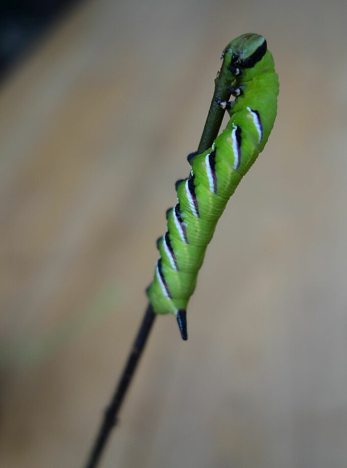 Foto: NABU Naturschutzhof