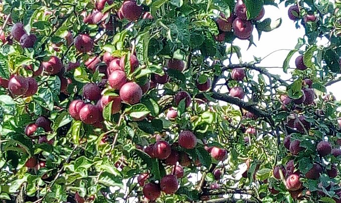 Streuobstwiesen Äpfel