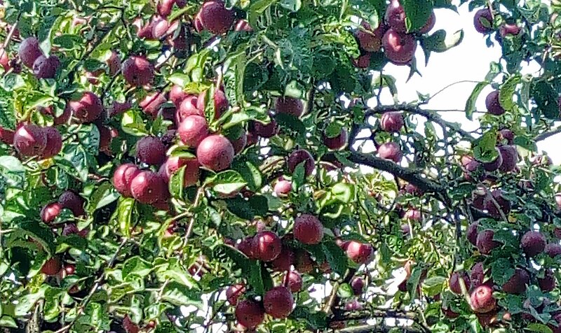 Streuobstwiesen Äpfel