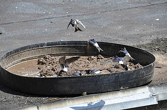 Foto: Rolf Thiemann, Bedburg (Erft)