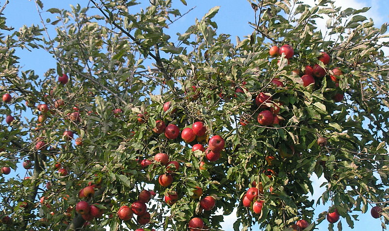 Foto: NABU Naturschutzhof