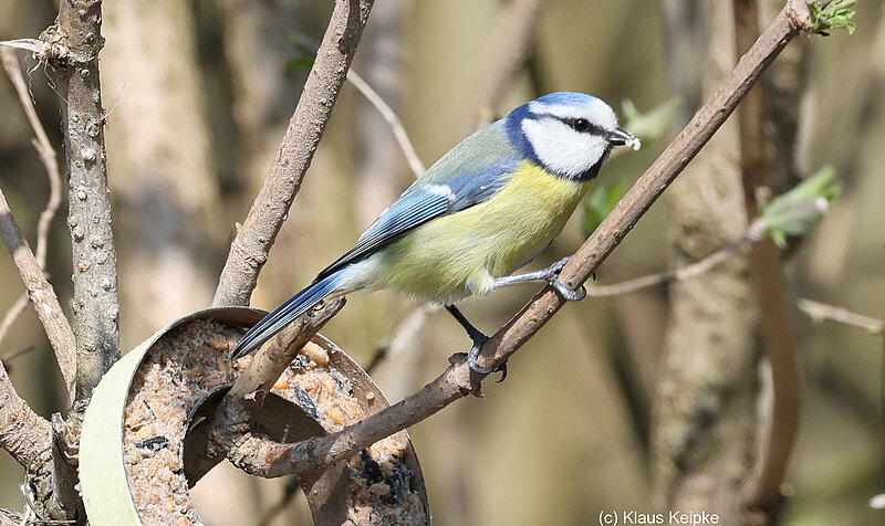 Blaumeise, Foto: NABU KR/VIE Klaus Keipke